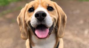 Jornada veterinaria atendió a más de 200 mascotas en Cúa