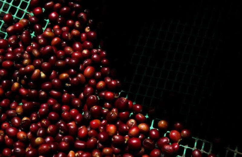 Miranda define indicación geográfica protegida del café