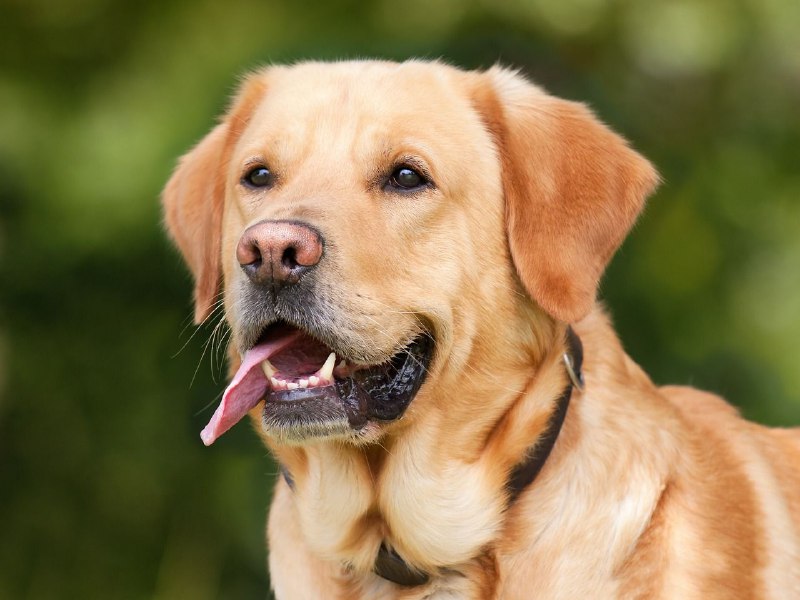Estas son las jornadas veterinarias de este fin de semana en Miranda