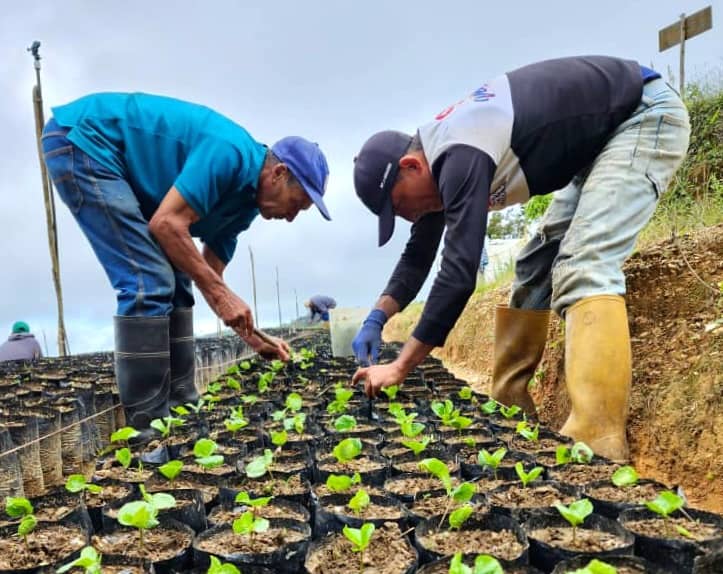 Ruta del Café Mirandino prevé producir más de 500.000 plantas este año