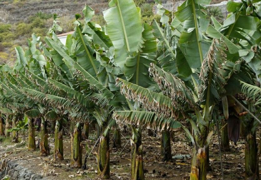 Certificados 32 productores del municipio Simón Bolívar