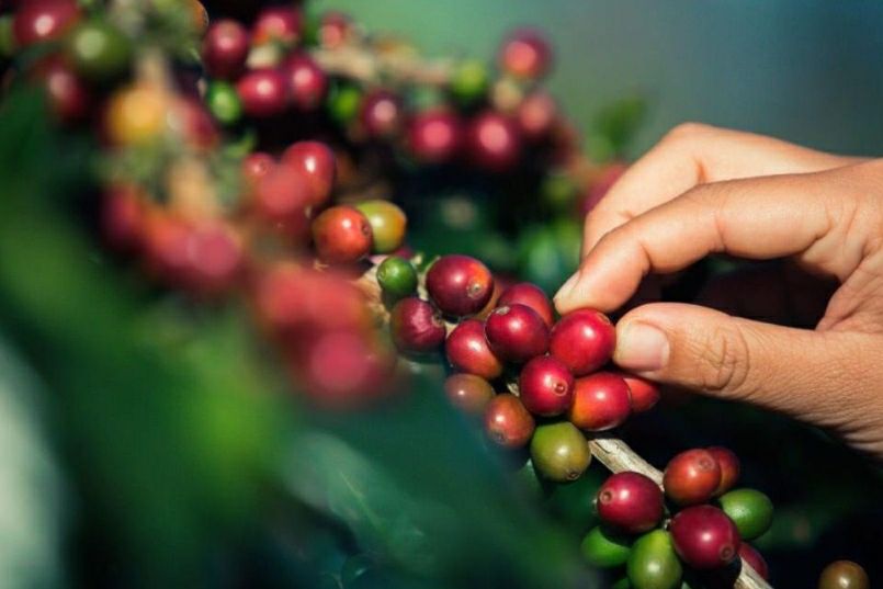Crean acuerdo para establecer la indicación geográfica protegida del café en Miranda
