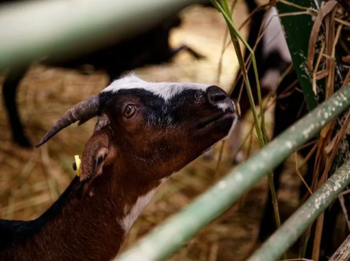 Expoferia Nacional Agropecuaria Miranda 2024 mostrará potencial productivo de la región