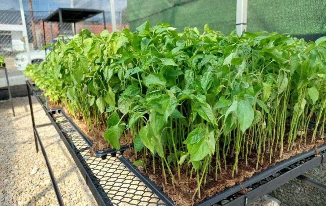 Más de 20.000 plántulas producen en Petare para atender a 40 productores agrourbanos (+CLAP)
