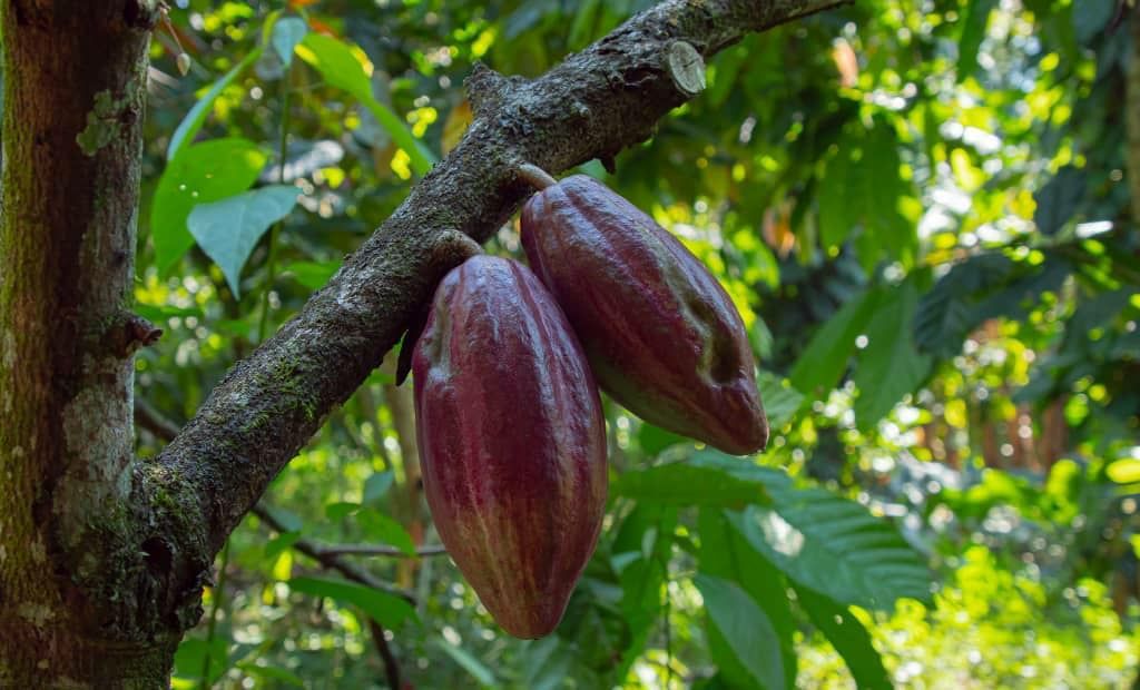 Impulsan proyecto agroturístico del cacao en Páez