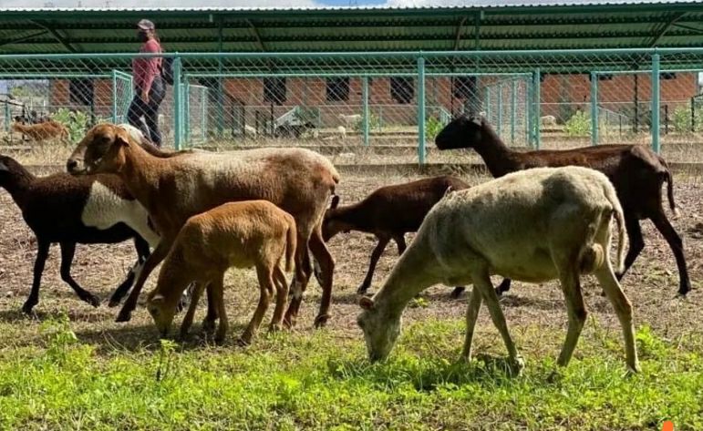 Más de 140 firmas comerciales participarán en la Expoferia Nacional Agropecuaria Miranda 2024
