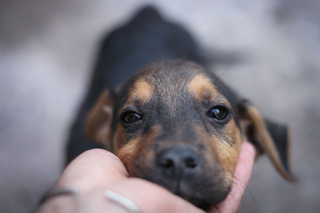 Estas son las jornadas veterinarias de Miranda para este fin de semana