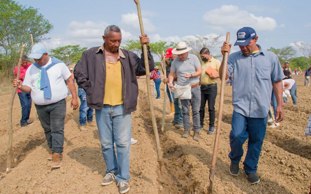 Supervisan siembra de cinco hectáreas de caraotas en Tomás Lander