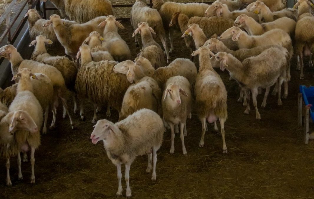 Crean en Miranda Comité Estadal de Salud Animal