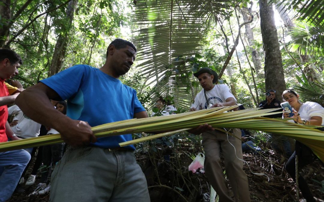 Palmeros de Chacao emprenden ruta para la poda de la Palma Real (+Semana Santa)