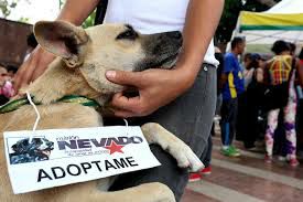 Estas son las jornadas veterinarias de este viernes en Miranda