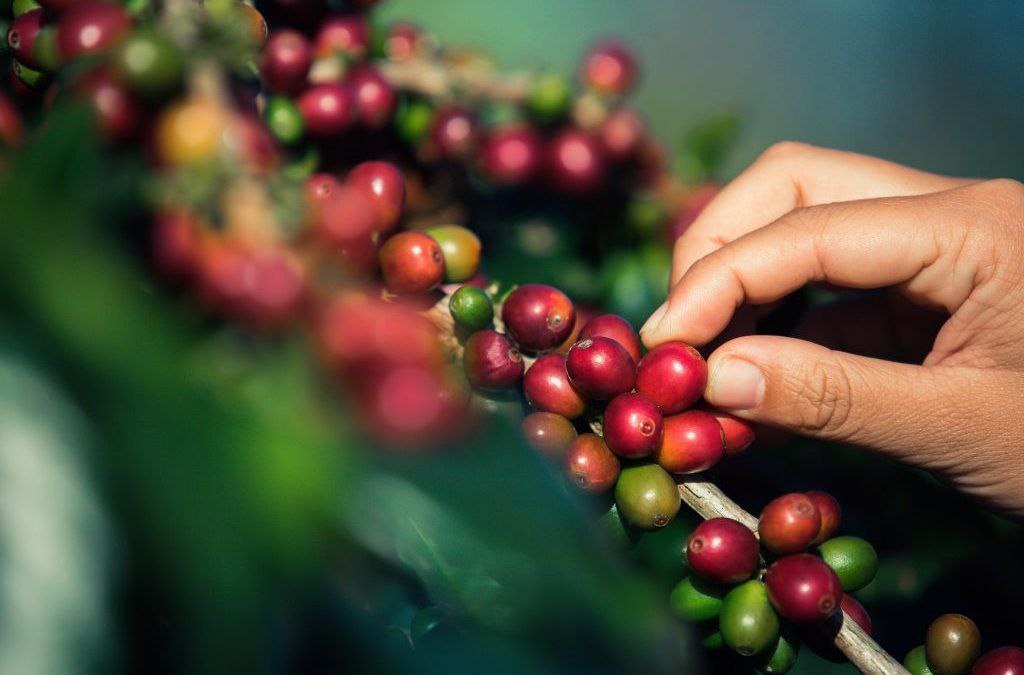 Ruta del Café Mirandino impulsa certificación de Indicación Geográfica Protegida