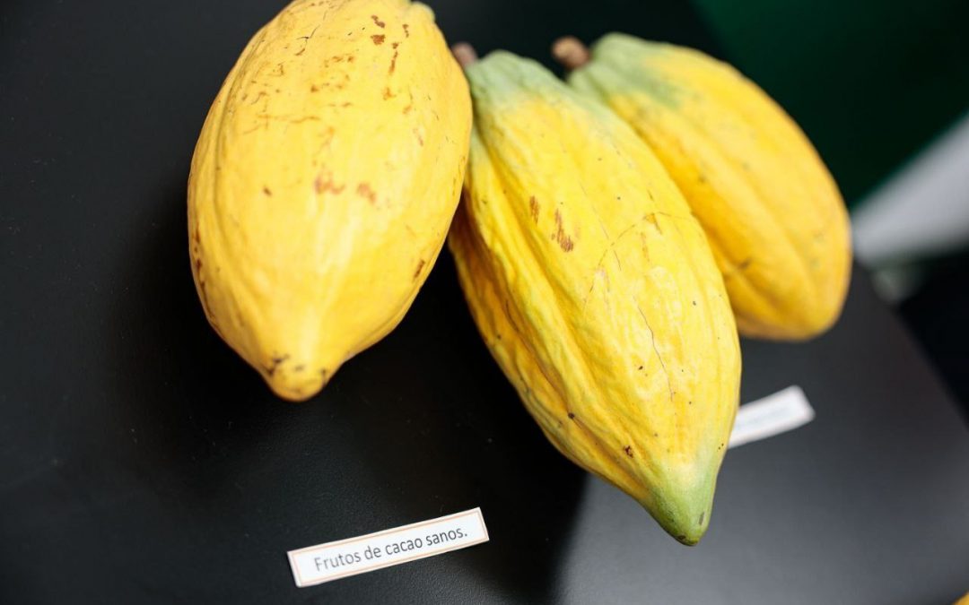 Estas son las funciones del Centro de Investigación del Cacao en Miranda