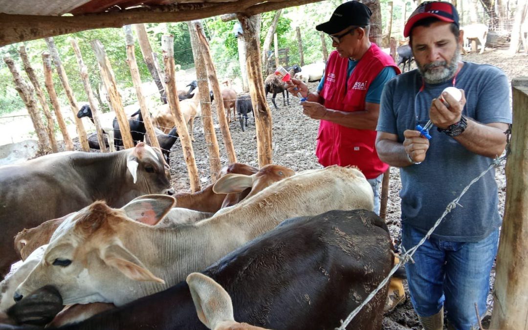 Vacunan contra fiebre aftosa a más de 580 vacas y toros en Urdaneta