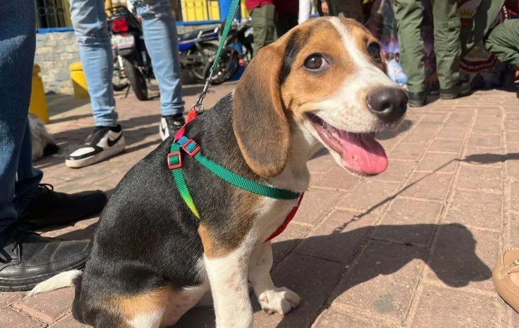Conoce las jornadas veterinarias de este fin de semana en Miranda