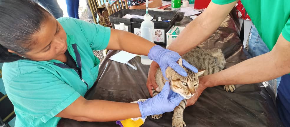 Cuatro jornadas veterinarias llegan a Miranda este fin de semana