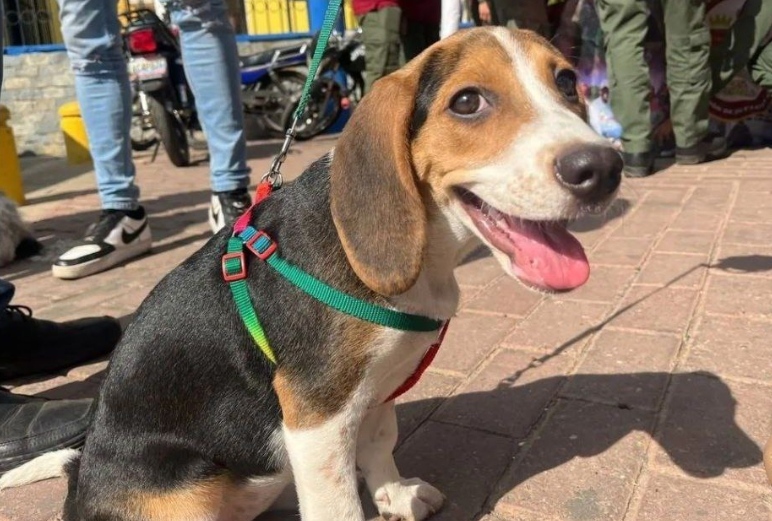 Estas son las jornadas veterinarias para este viernes en Miranda
