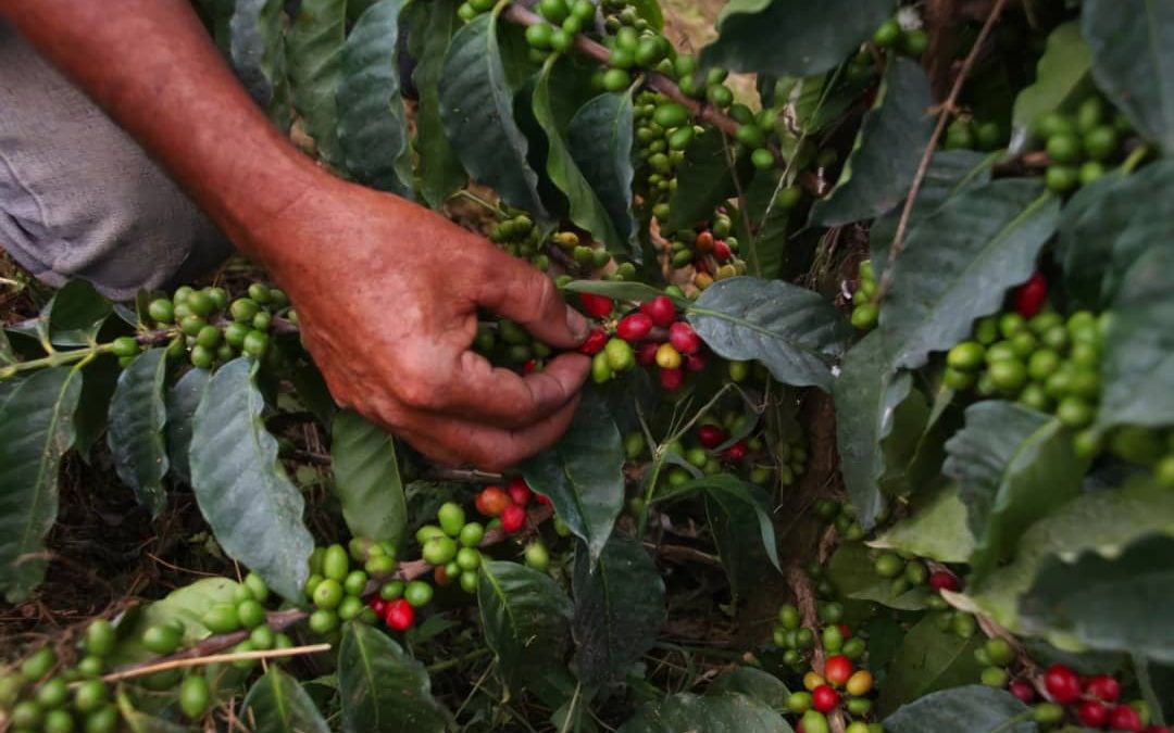 Ruta del Café Mirandino atendió a productores de la parroquia Cecilio Acosta en Guaicaipuro