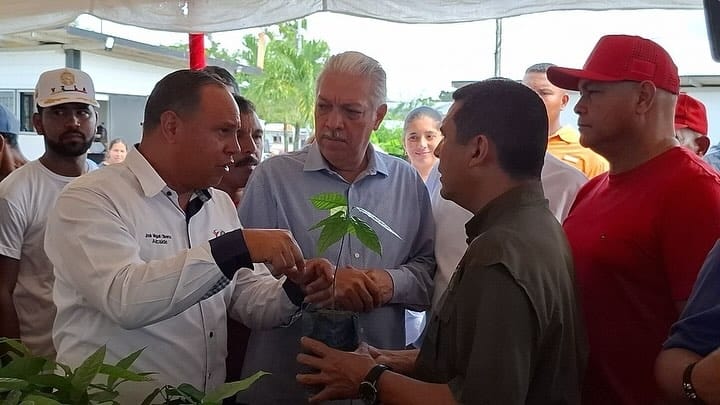 Inició en Miranda plan de cosecha de cacao 2024-2025