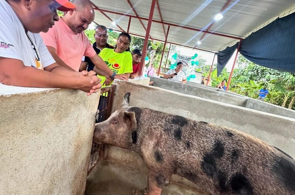 Comuna Josefa Camejo en Santa Teresa estrenó granja porcina con la Consulta Nacional