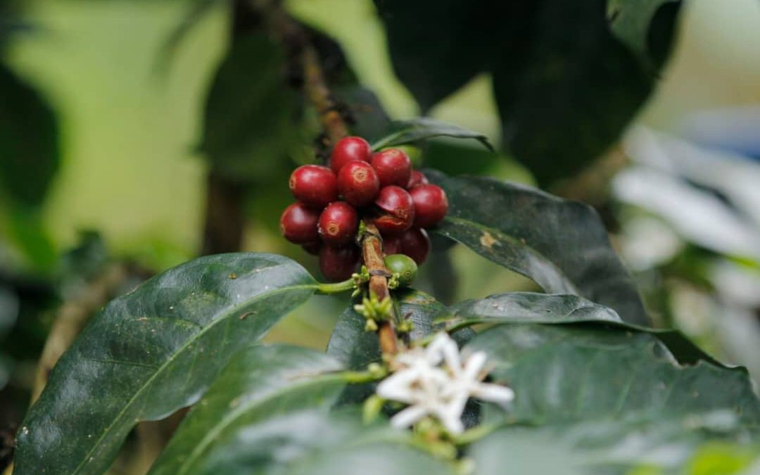 El Hatillo, Baruta y Altos Mirandinos consolidan producción cafetalera