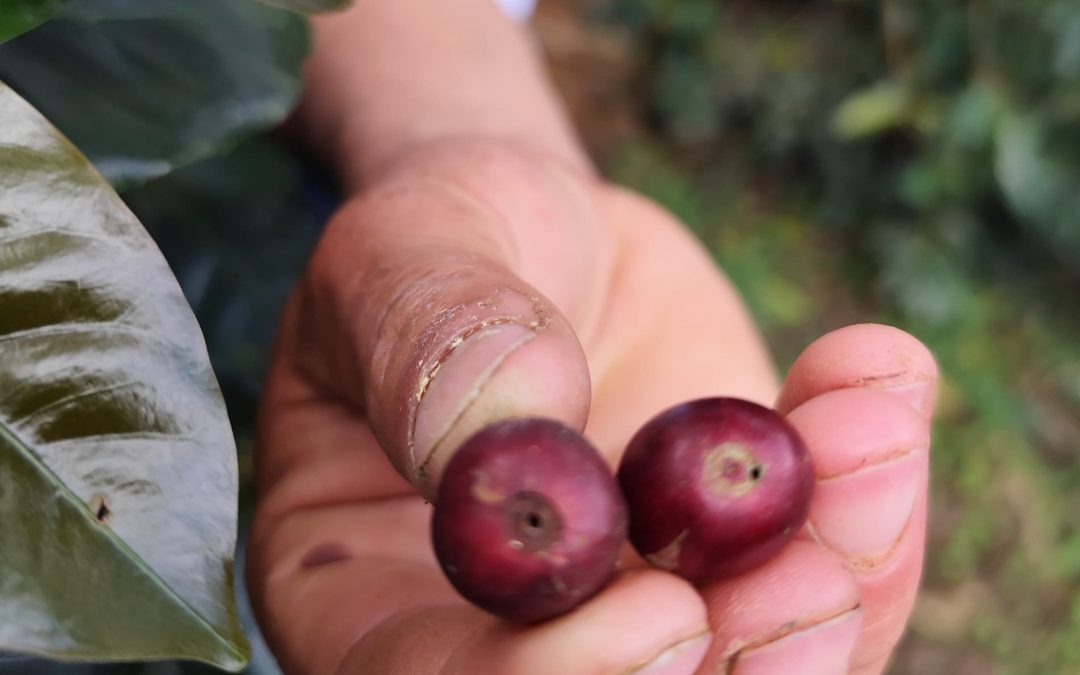 Ruta del Café Mirandino atendió a productores de El Hatillo