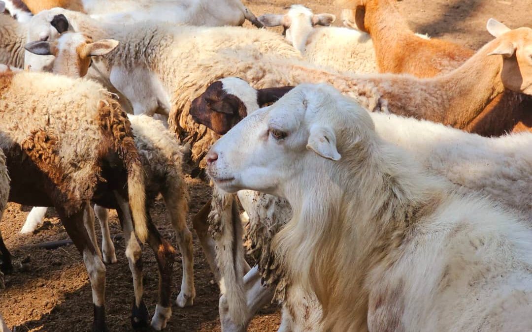 Miranda promueve desarrollo agroproductivo con visitas a unidades de producción