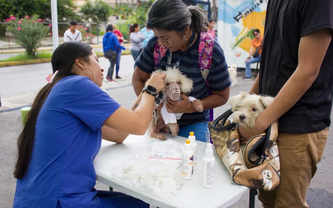 Más de 300 animales de compañía recibieron atención veterinaria en Miranda