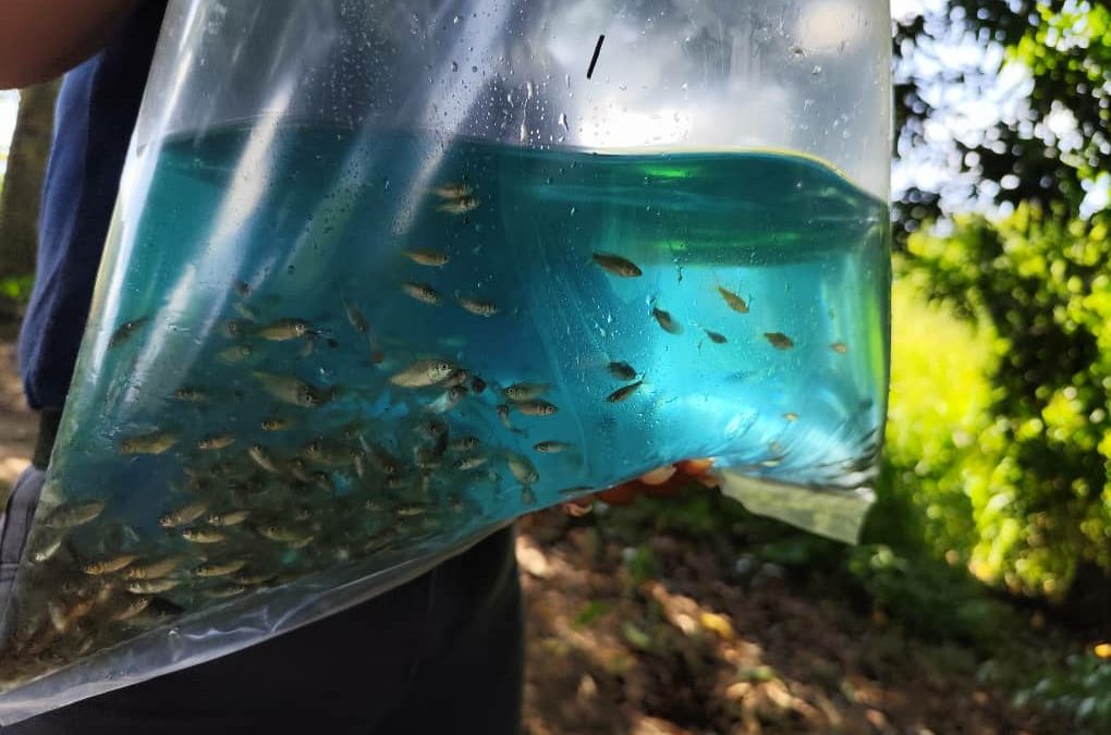 Entregan alevines de coporo y de tilapia roja a productores de Barlovento