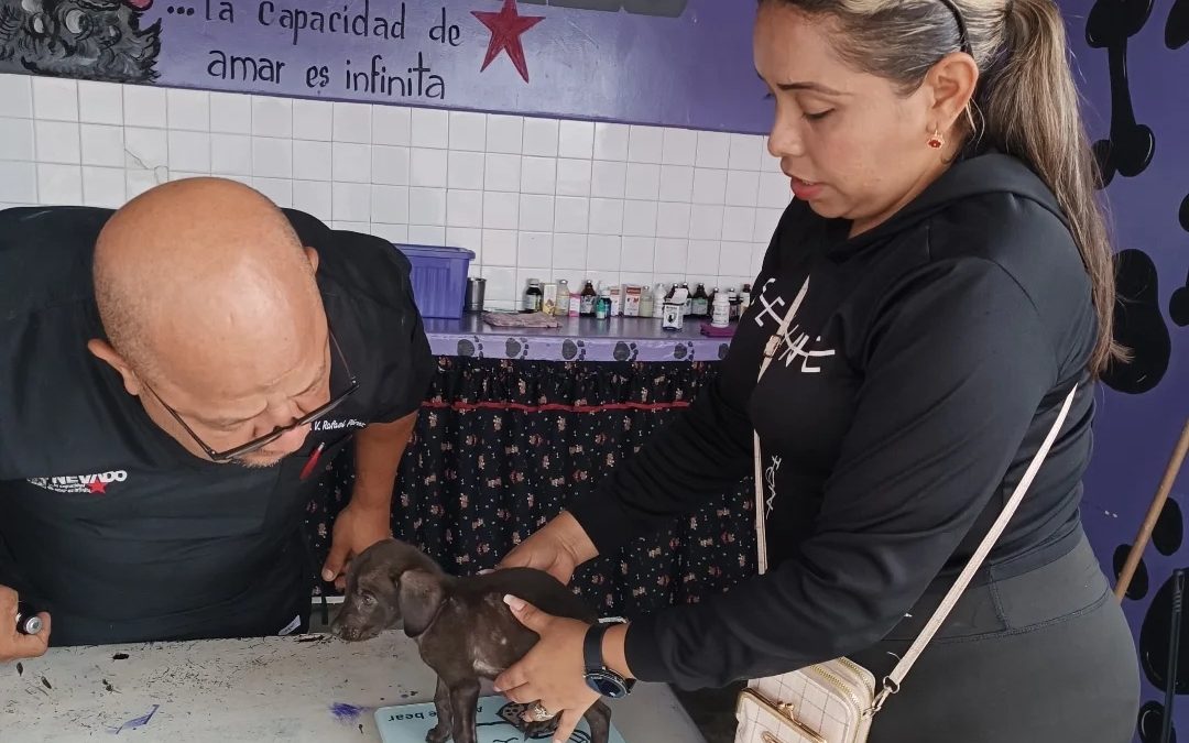 Miranda cierra julio con más de 11 mil animales atendidos en jornadas veterinarias