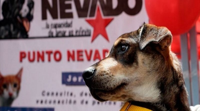 Misión Nevado realizará jornadas veterinarias gratuitas en Los Teques este fin de semana
