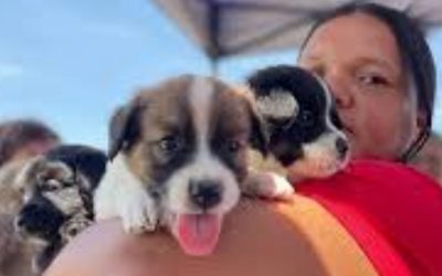 Caminatas, cine y atención veterinaria en la Semana de los Animales en Miranda