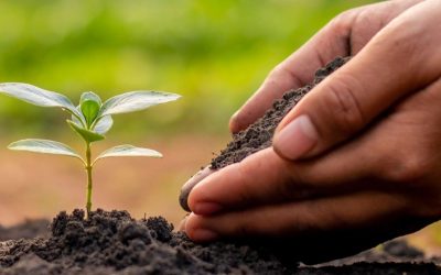 Miranda impulsa reforestación urbana en Valles del Tuy con plan de siembra