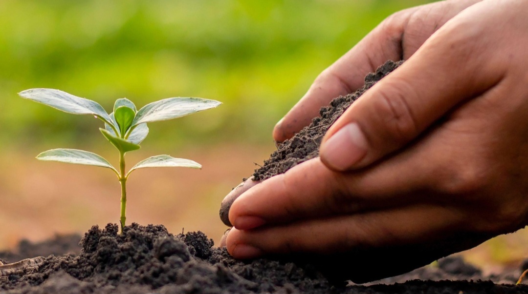 Miranda impulsa reforestación urbana en Valles del Tuy con plan de siembra