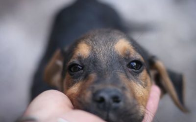 Más de 117 mil animales fueron atendidos en Miranda durante 2025