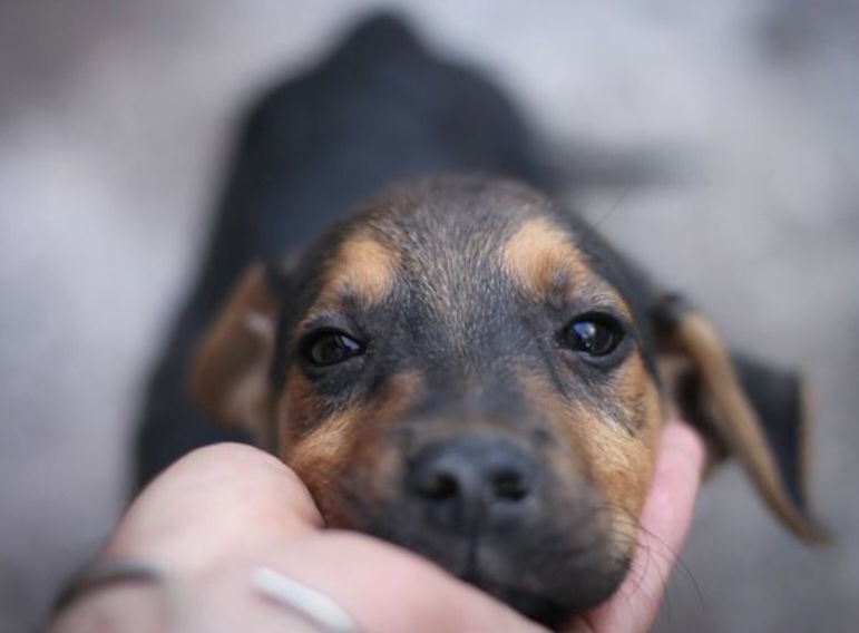 Más de 117 mil animales fueron atendidos en Miranda durante 2025