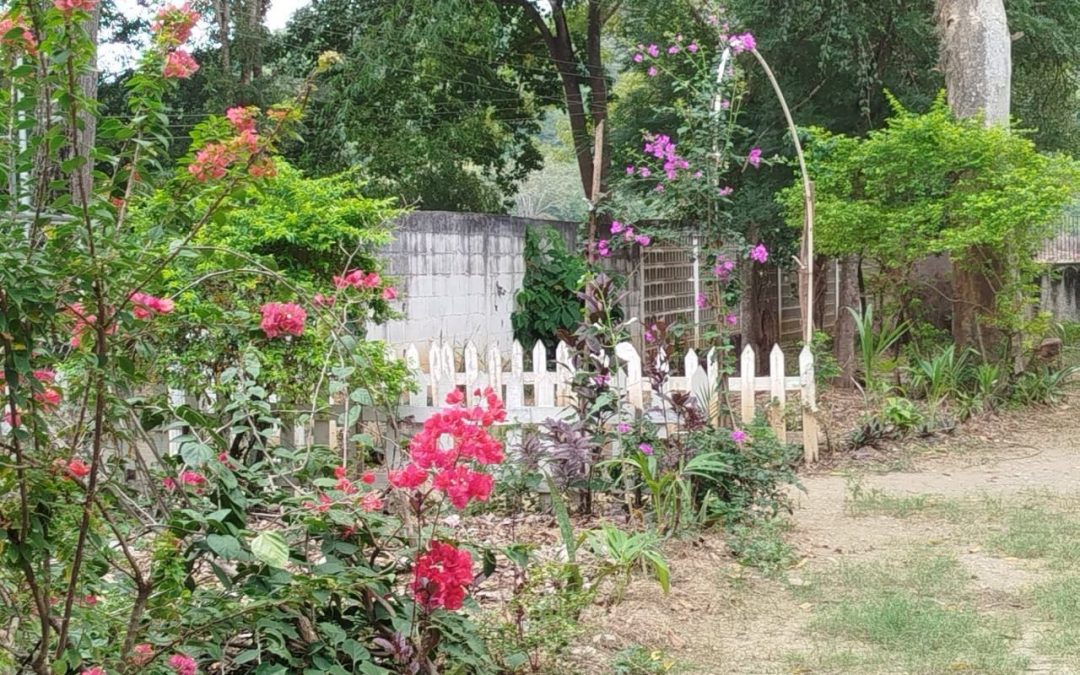 Inician plan de reforestación en Vivero de Santa Lucía del Tuy