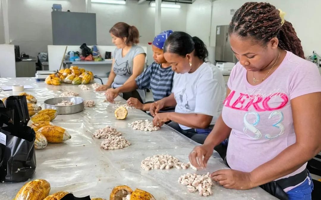 Entregan 5 mil semillas de cacao a productores de Acevedo