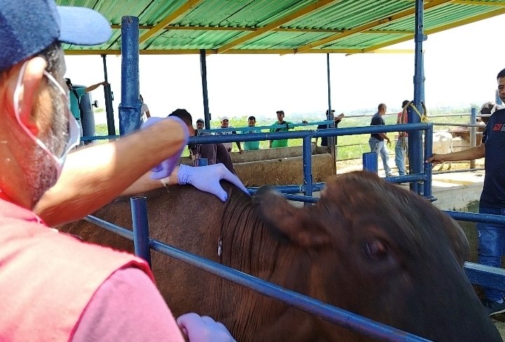Miranda activa plan para vacunar a 22 mil reses contra la fiebre aftosa