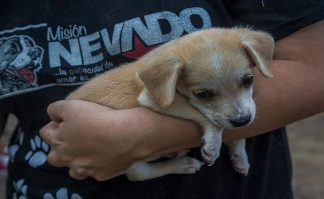 Más de 83 mil atenciones veterinarias en Miranda durante 2026