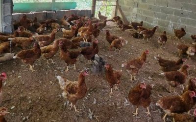Avanza proyecto avícola en sector Turgua de El Hatillo