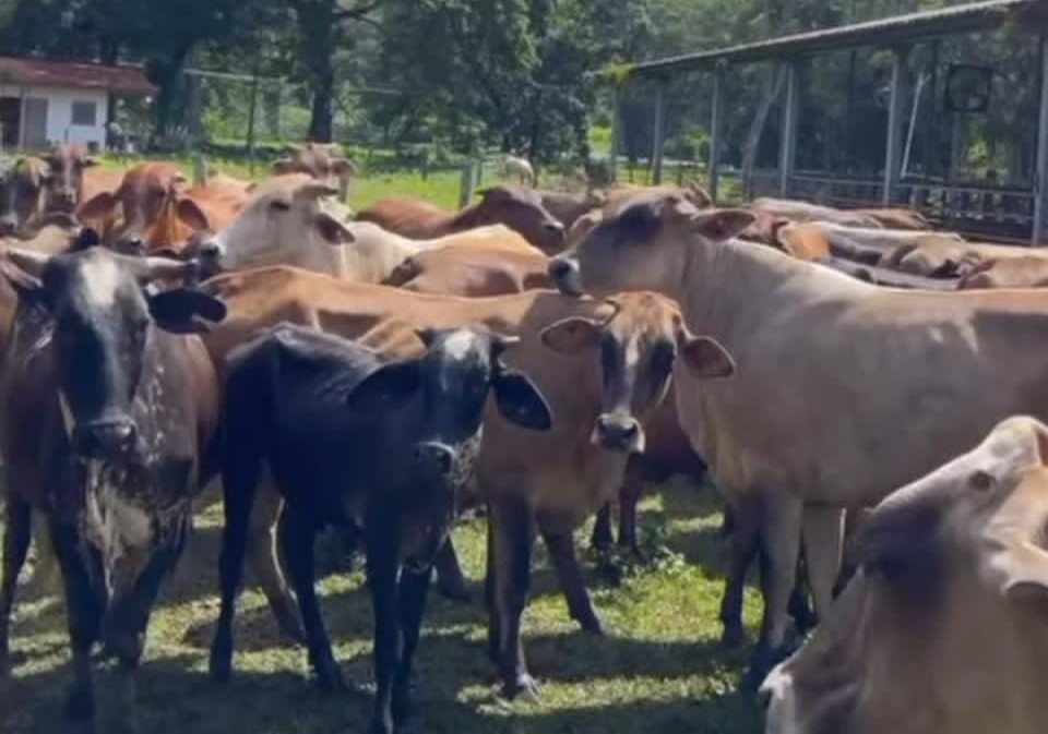 En Miranda apuestan por el renacimiento agrícola y pecuario