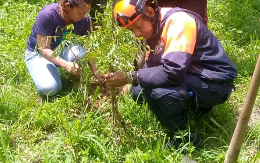 Sembraron especies ornamentales en Parque Tuy y Casa Blanca de Ocumare del Tuy
